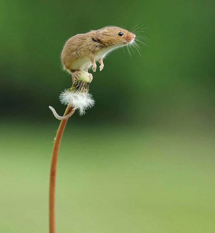 Harvest Mice Miniature Photos By Dean Mason