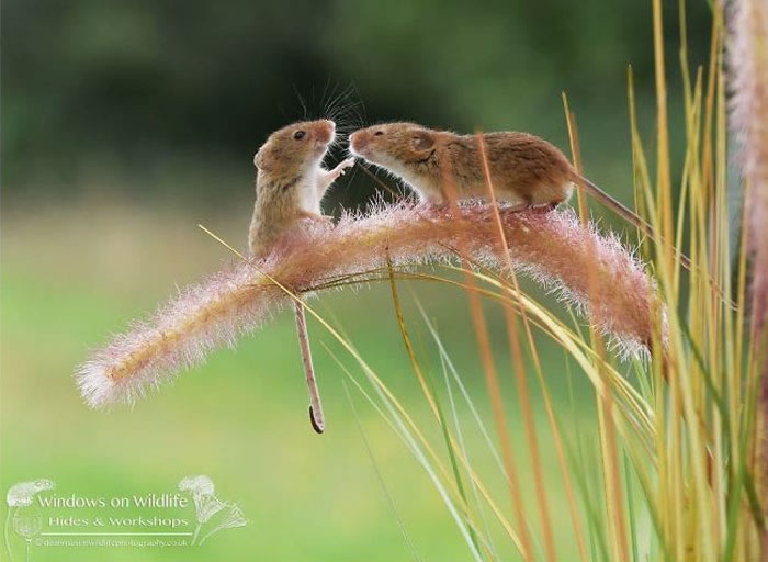 Harvest Mice Miniature Photos By Dean Mason