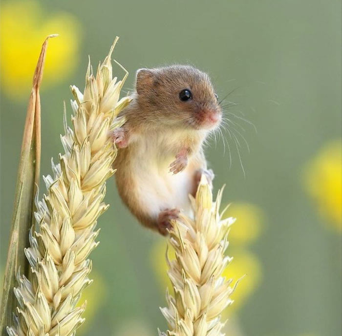 Harvest Mice Miniature Photos By Dean Mason