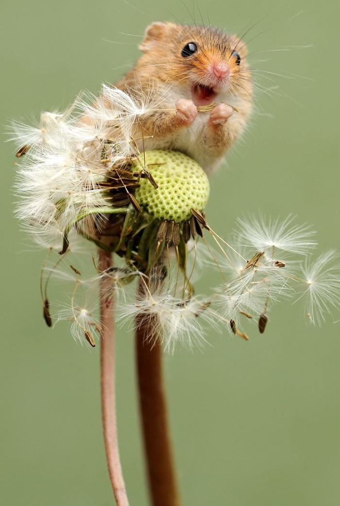 Harvest Mice Miniature Photos By Dean Mason