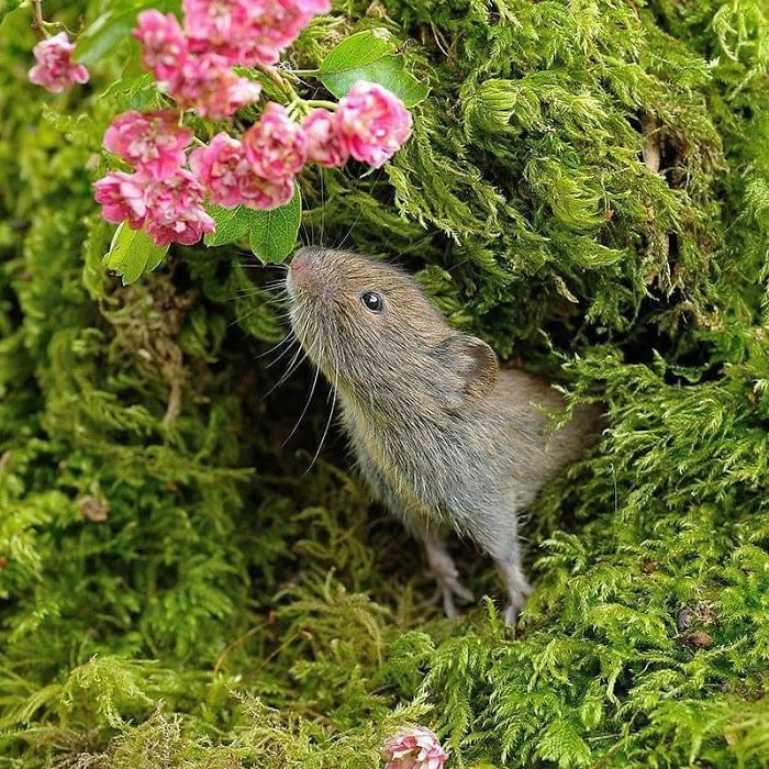 Harvest Mice Miniature Photos By Dean Mason