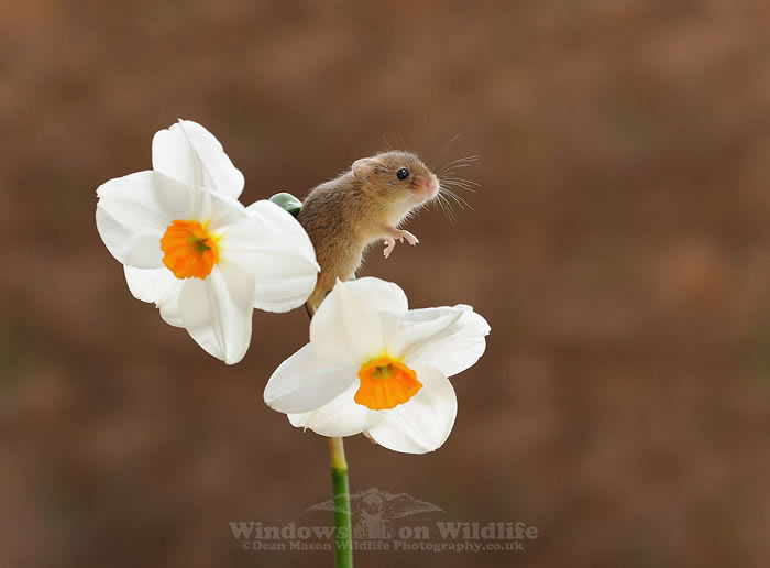 Harvest Mice Miniature Photos By Dean Mason