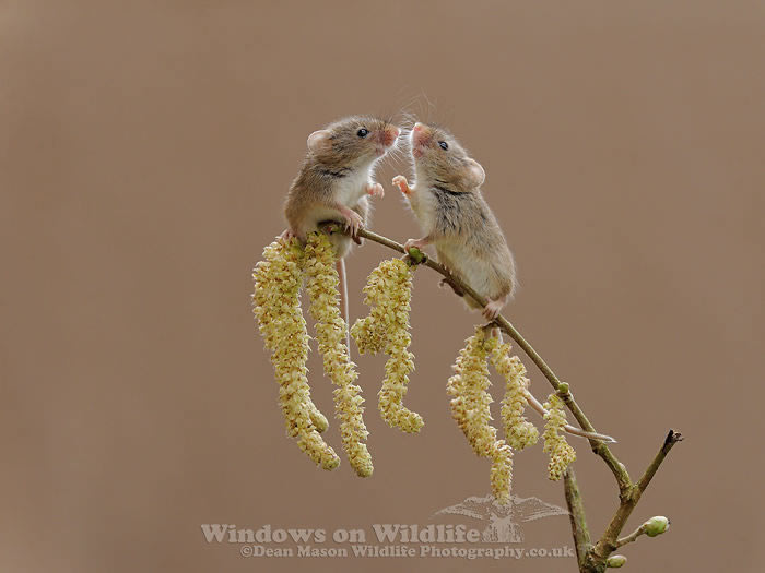 Harvest Mice Miniature Photos By Dean Mason