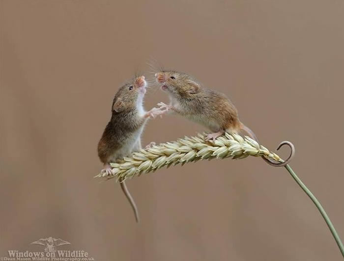 Harvest Mice Miniature Photos By Dean Mason