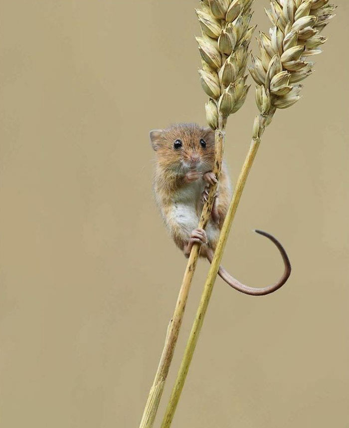 Harvest Mice Miniature Photos By Dean Mason