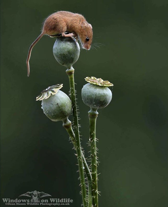 Harvest Mice Miniature Photos By Dean Mason