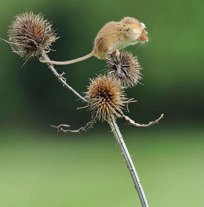 Harvest Mice Miniature Photos By Dean Mason