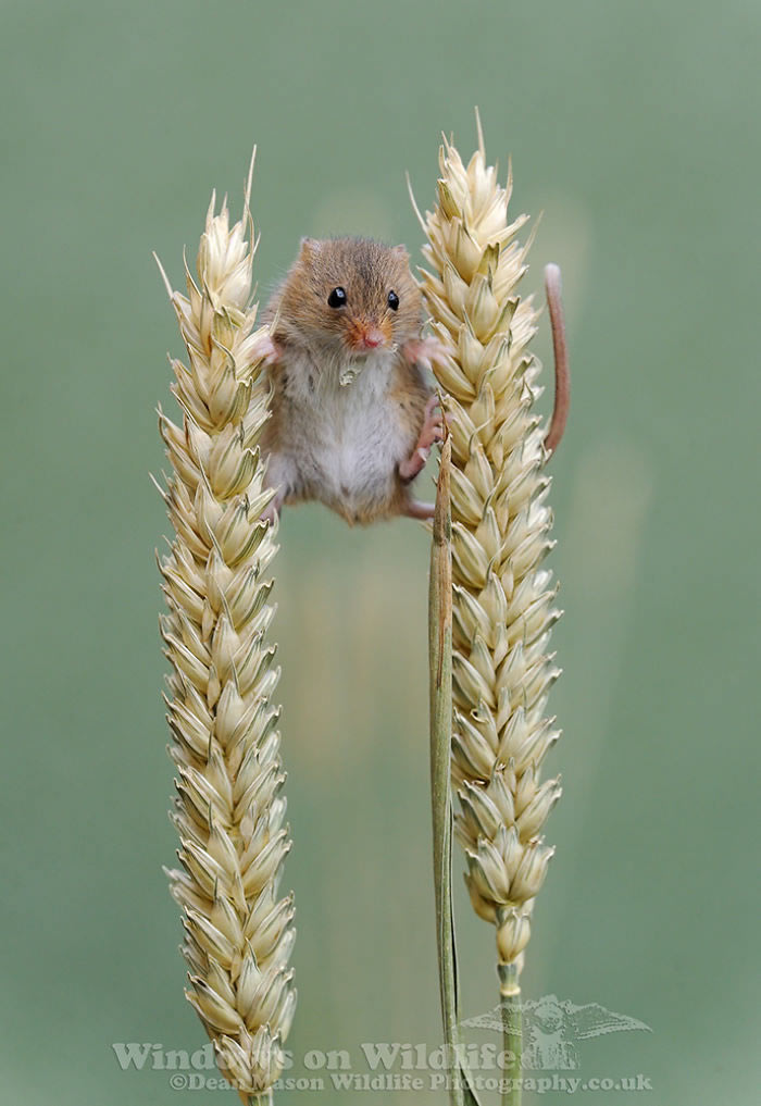 Harvest Mice Miniature Photos By Dean Mason