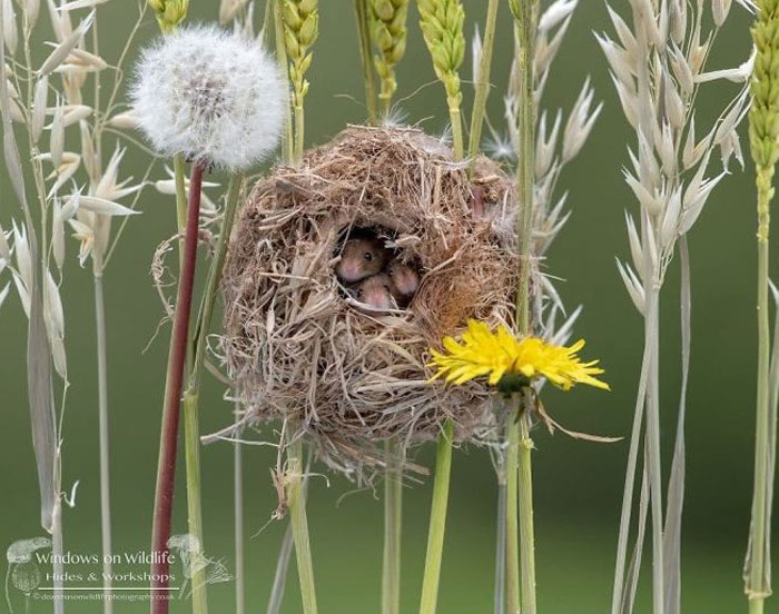 Harvest Mice Miniature Photos By Dean Mason