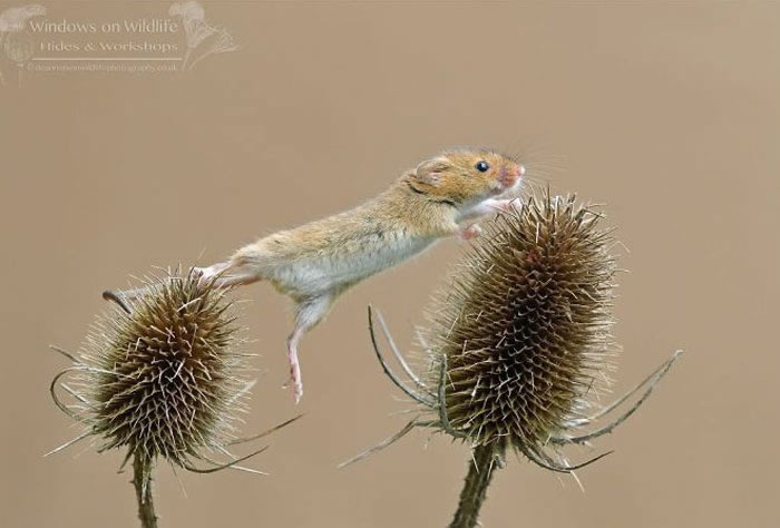 Harvest Mice Miniature Photos By Dean Mason