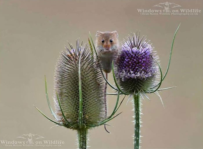 Harvest Mice Miniature Photos By Dean Mason