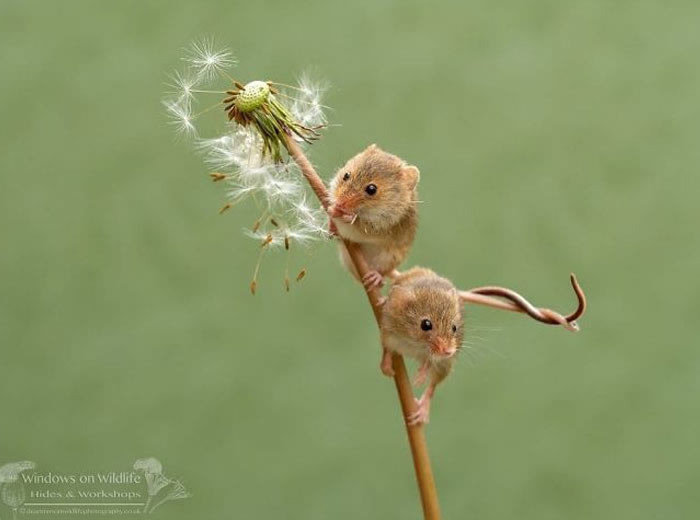 Harvest Mice Miniature Photos By Dean Mason