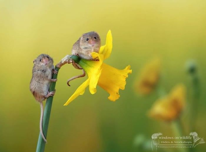 Harvest Mice Miniature Photos By Dean Mason