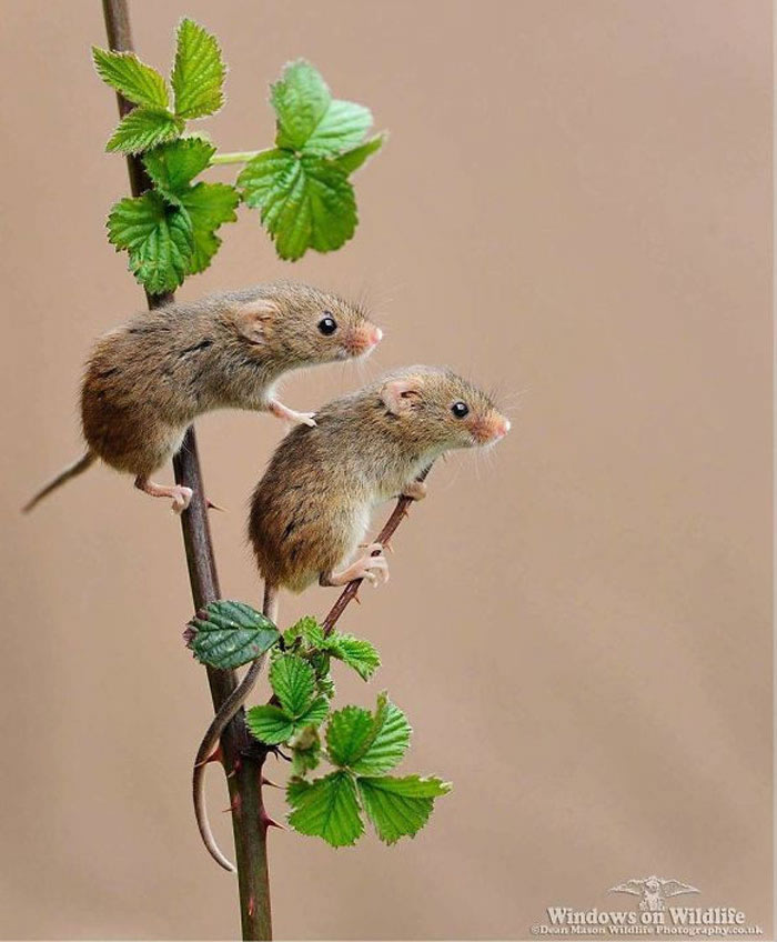 Harvest Mice Miniature Photos By Dean Mason