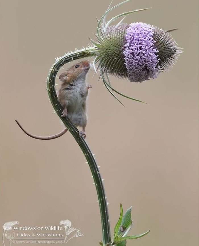 Harvest Mice Miniature Photos By Dean Mason