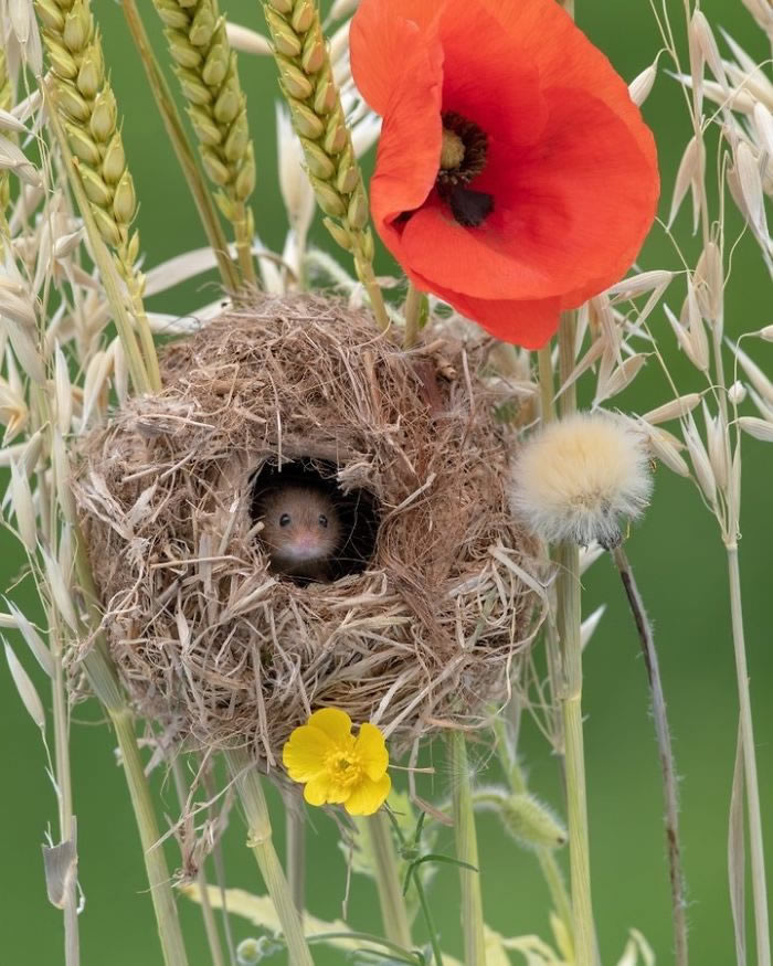 Harvest Mice Miniature Photos By Dean Mason