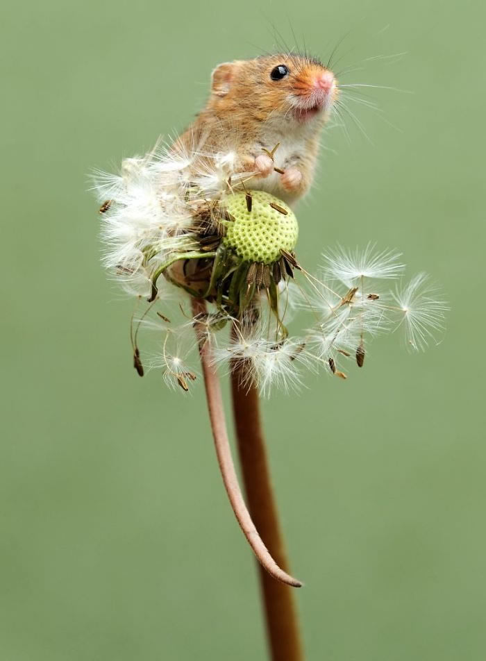 Harvest Mice Miniature Photos By Dean Mason