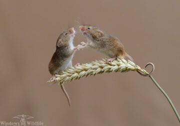 Harvest Mice Miniature Photos By Dean Mason