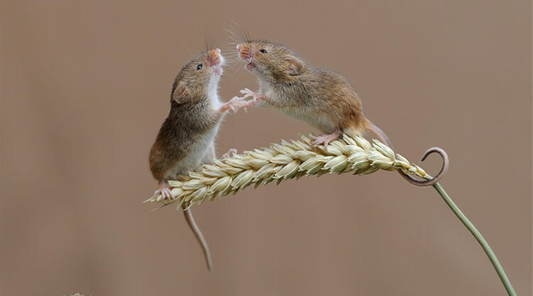 Harvest Mice Miniature Photos By Dean Mason