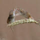 Harvest Mice Miniature Photos By Dean Mason