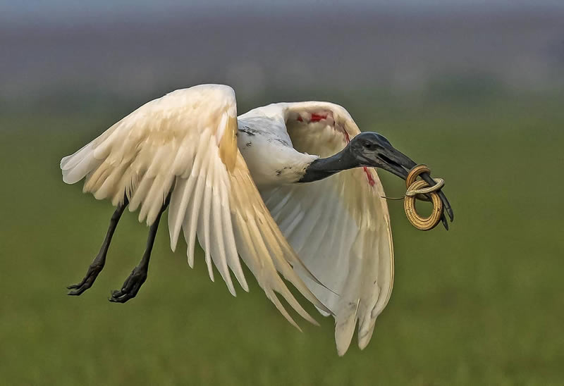 Beautiful Indian Bird Photography By Jayeeta Chowdhury