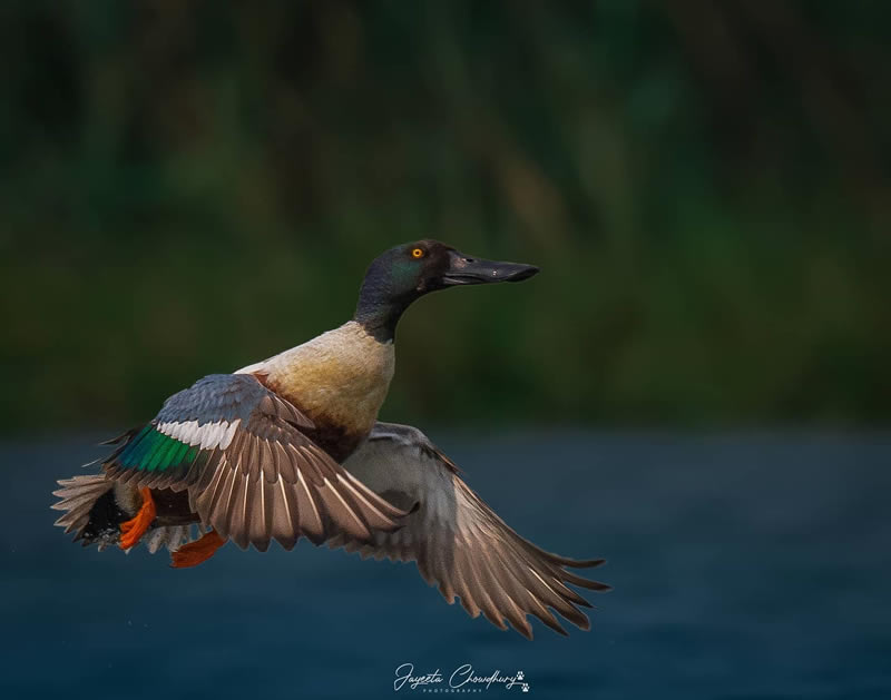 Beautiful Indian Bird Photography By Jayeeta Chowdhury