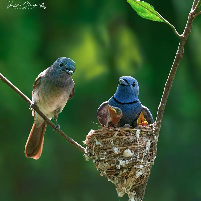 Beautiful Indian Bird Photography By Jayeeta Chowdhury