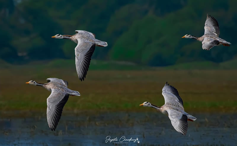 Beautiful Indian Bird Photography By Jayeeta Chowdhury