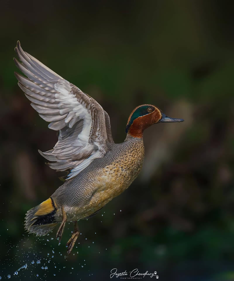 Beautiful Indian Bird Photography By Jayeeta Chowdhury