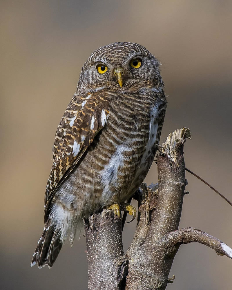 Beautiful Indian Bird Photography By Jayeeta Chowdhury