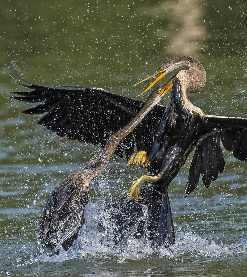 Beautiful Indian Bird Photography By Jayeeta Chowdhury