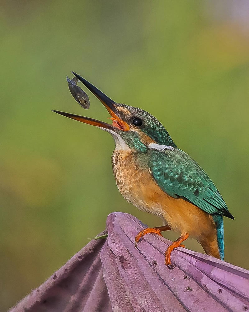 Beautiful Indian Bird Photography By Jayeeta Chowdhury