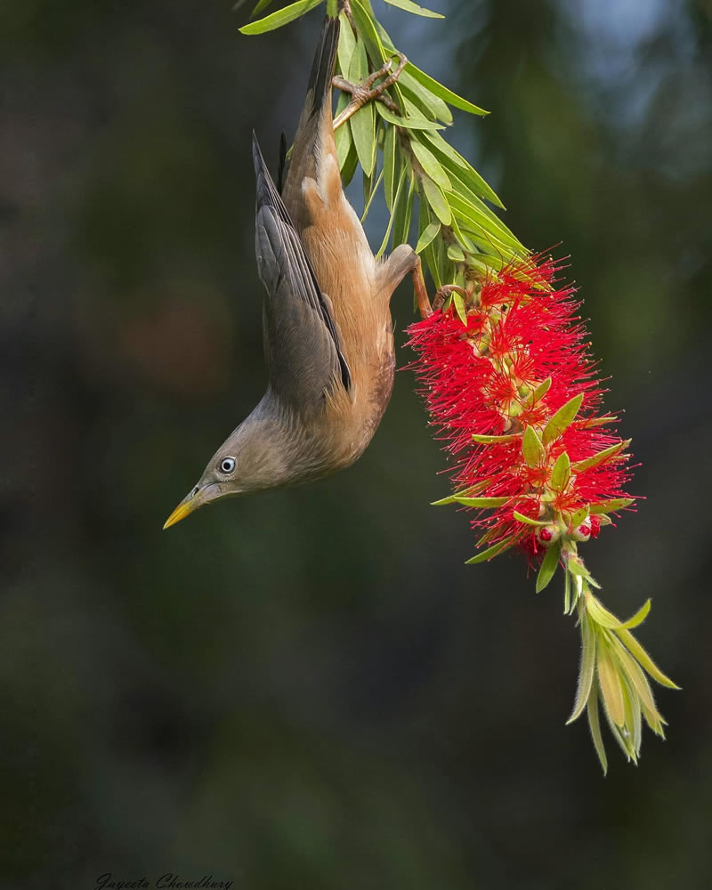 Beautiful Indian Bird Photography By Jayeeta Chowdhury