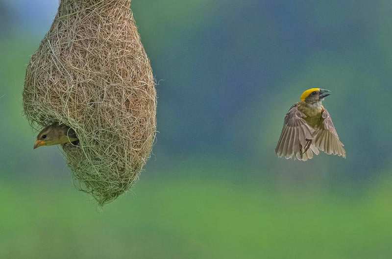 Beautiful Indian Bird Photography By Jayeeta Chowdhury