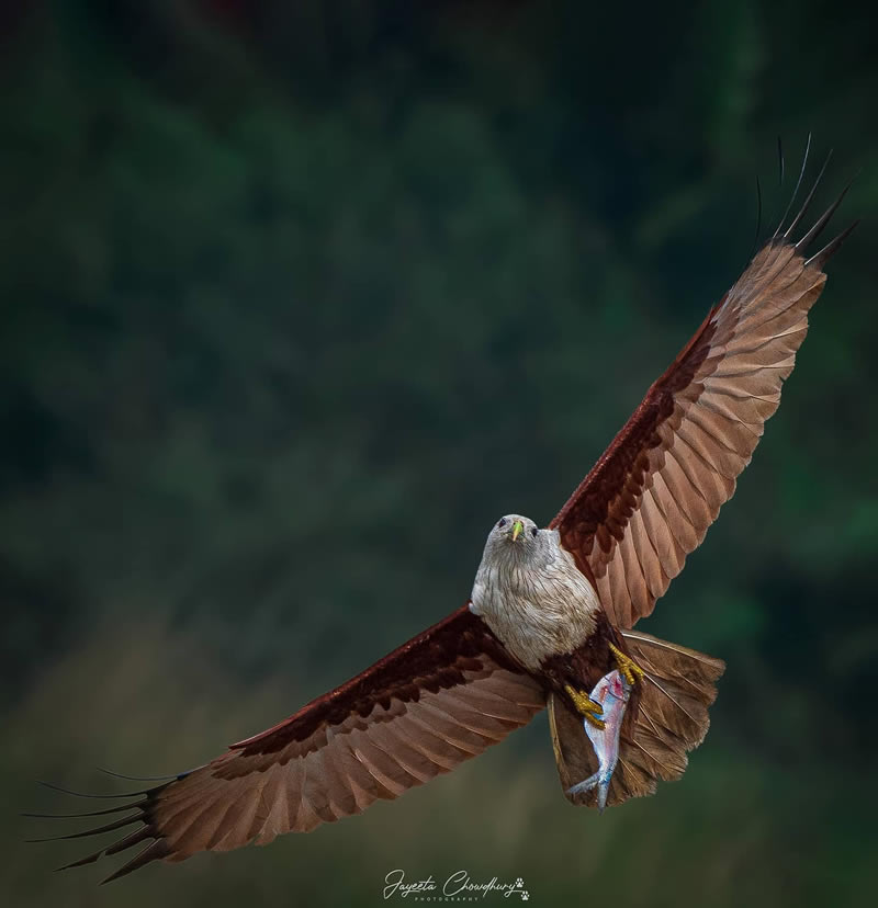 Beautiful Indian Bird Photography By Jayeeta Chowdhury