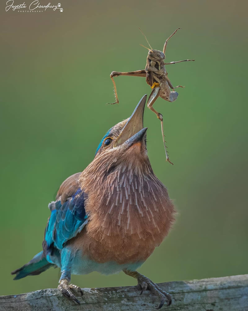 Beautiful Indian Bird Photography By Jayeeta Chowdhury