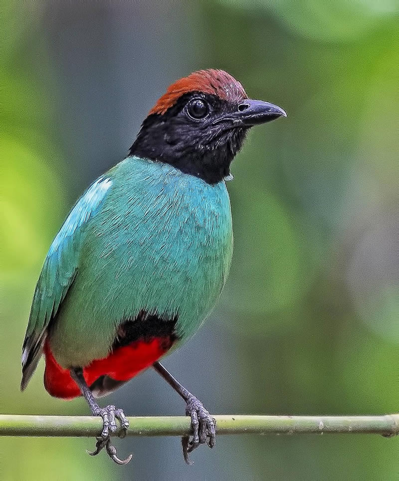 Beautiful Indian Bird Photography By Jayeeta Chowdhury