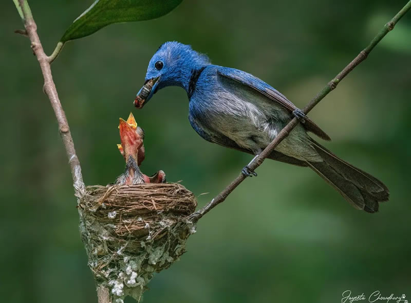 Beautiful Indian Bird Photography By Jayeeta Chowdhury