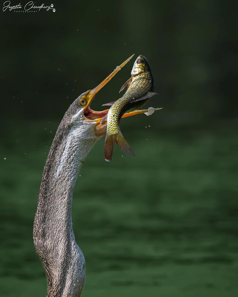 Beautiful Indian Bird Photography By Jayeeta Chowdhury