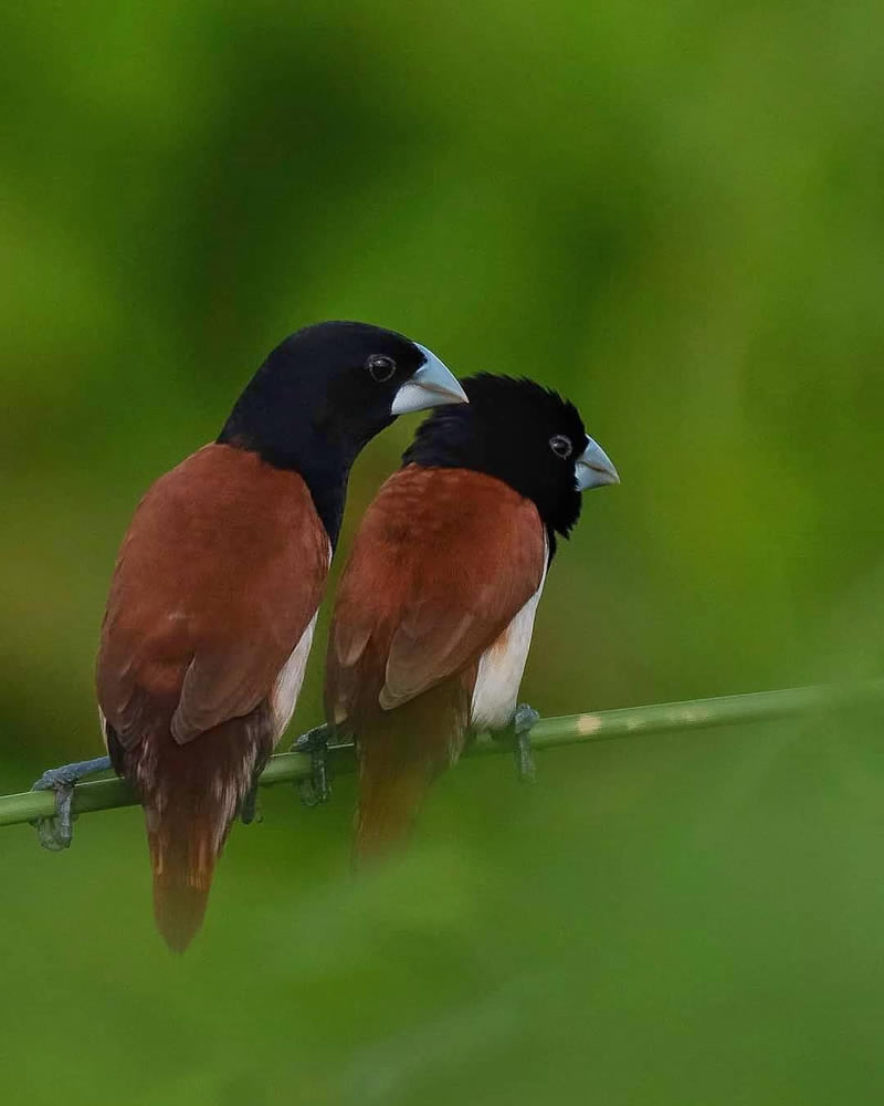 Beautiful Indian Bird Photography By Jayeeta Chowdhury