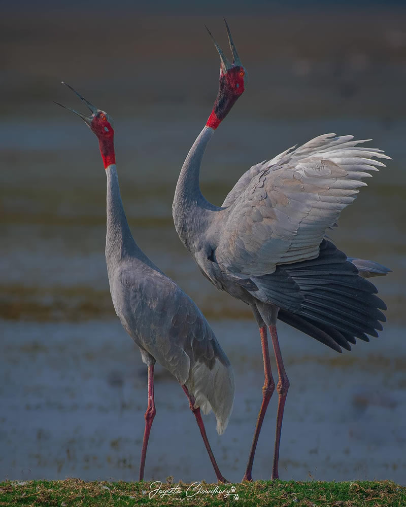 Beautiful Indian Bird Photography By Jayeeta Chowdhury