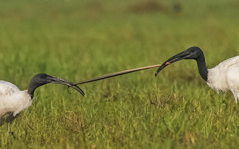 Beautiful Indian Bird Photography By Jayeeta Chowdhury