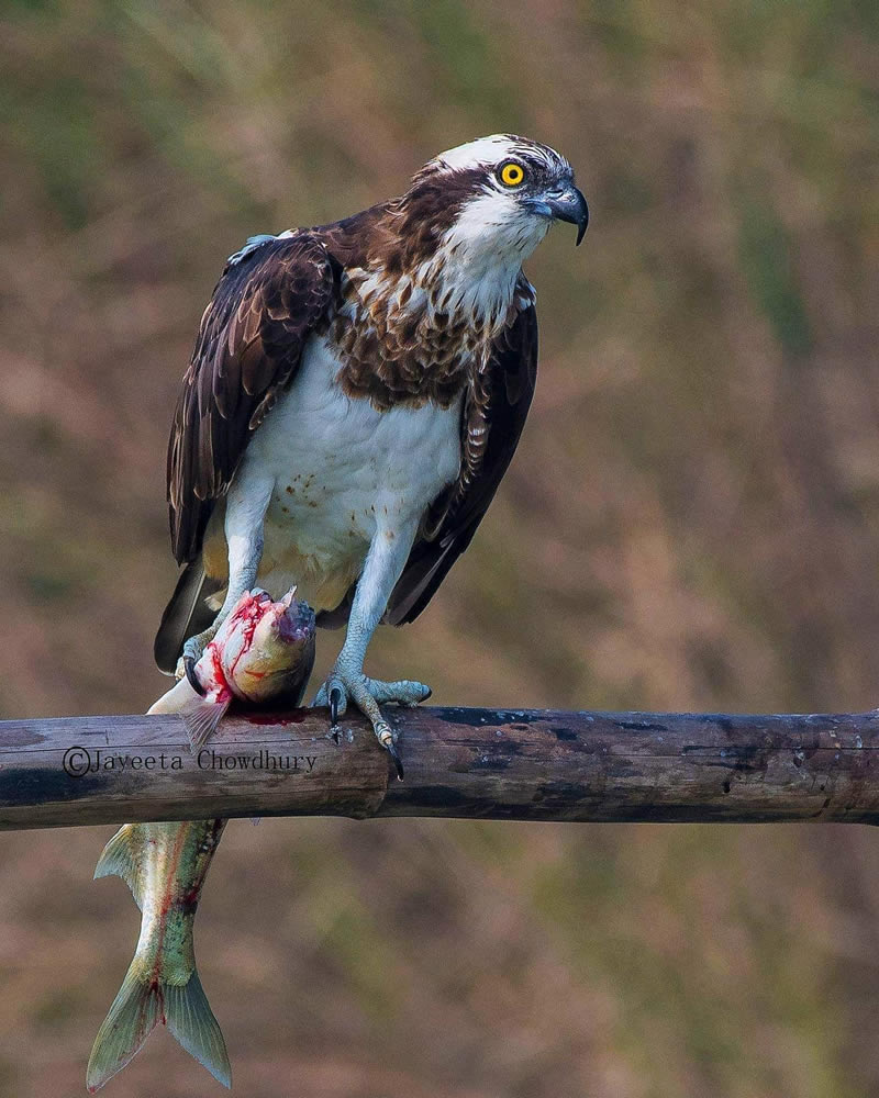 Beautiful Indian Bird Photography By Jayeeta Chowdhury