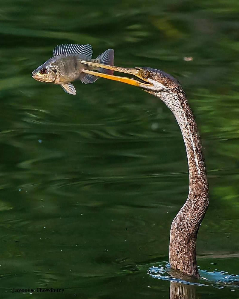 Beautiful Indian Bird Photography By Jayeeta Chowdhury