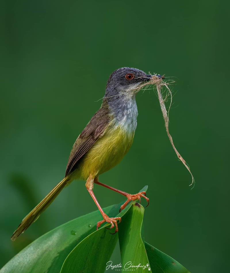 Beautiful Indian Bird Photography By Jayeeta Chowdhury