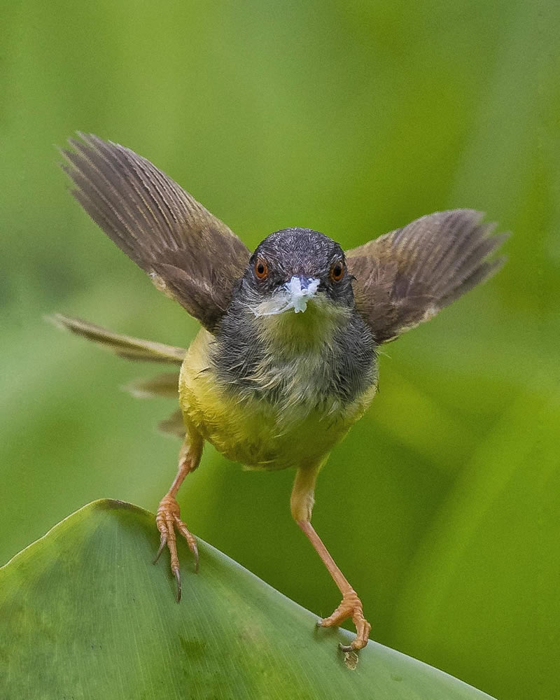 Beautiful Indian Bird Photography By Jayeeta Chowdhury