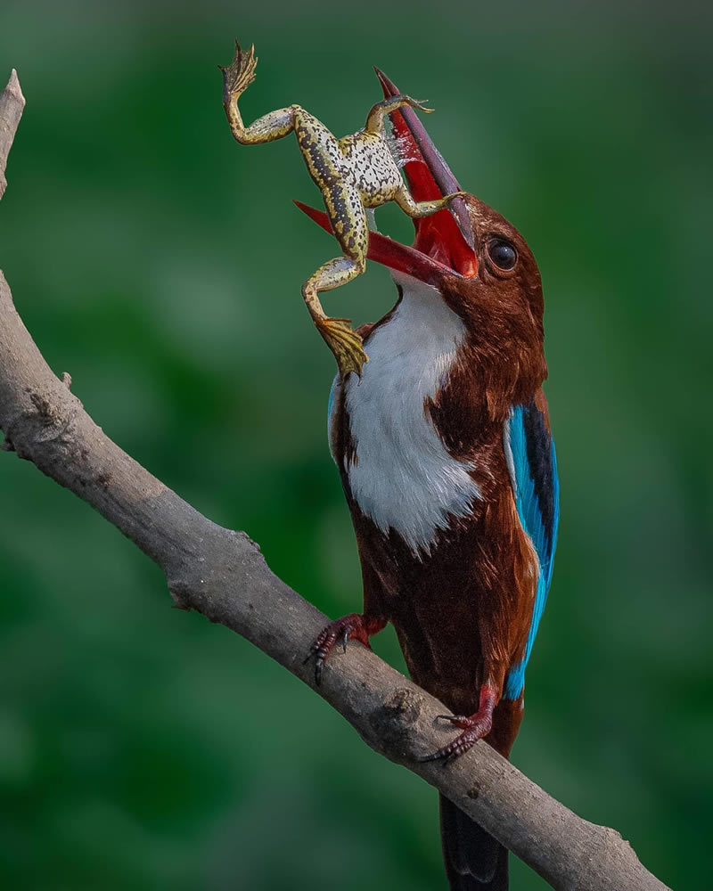 Beautiful Indian Bird Photography By Jayeeta Chowdhury