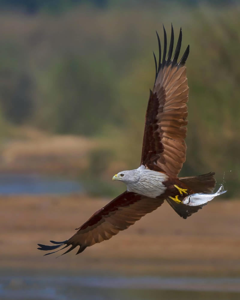 Beautiful Indian Bird Photography By Jayeeta Chowdhury