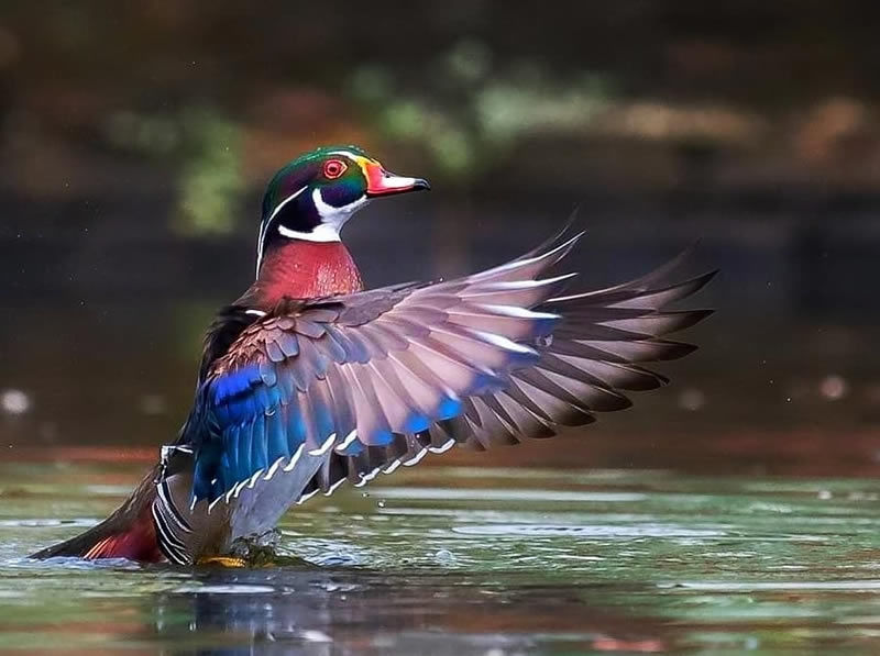 Beautiful Indian Bird Photography By Jayeeta Chowdhury