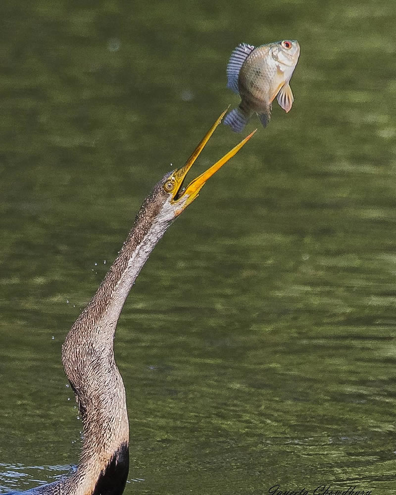 Beautiful Indian Bird Photography By Jayeeta Chowdhury